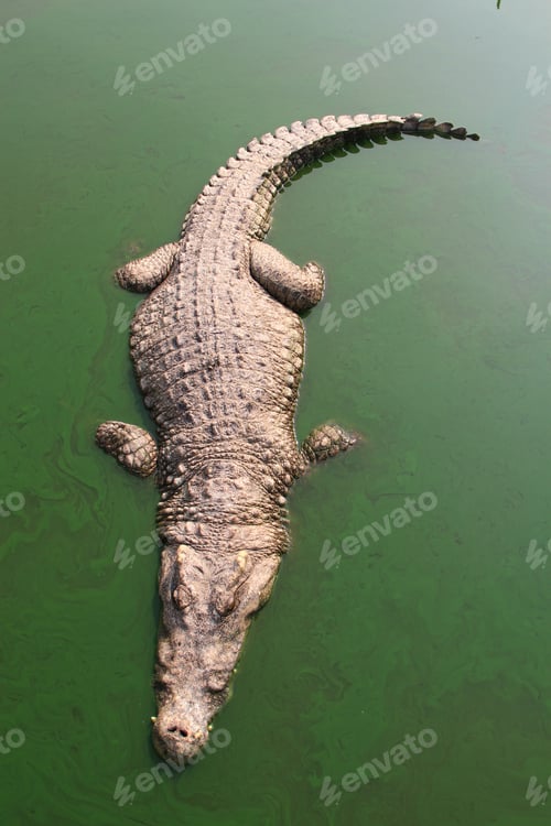 Preview: Crocodile swimming in lake.