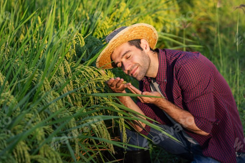 Preview: Smiling Farmer Gently Examining Rice Plants in the Field During Sunset