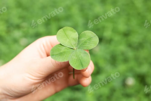 Preview: Woman holding four-leaf clover outdoors, closeup