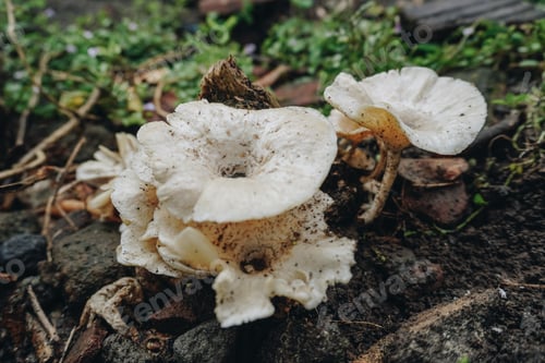 Preview: Photography of Picipes melanopus mushroom or fungi stuck in a tree branch.