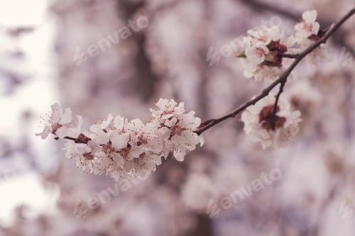 Preview: Springtime.