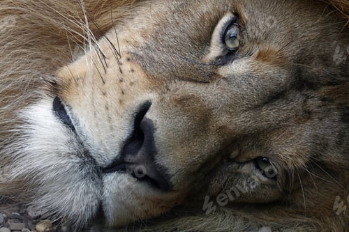 Preview: Extreme close up portrait of African lion