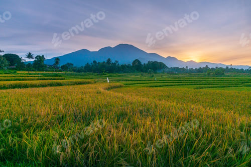Preview: indonesia beauty landscape paddy fields in north bengkulu natural beautiful morning view from asia
