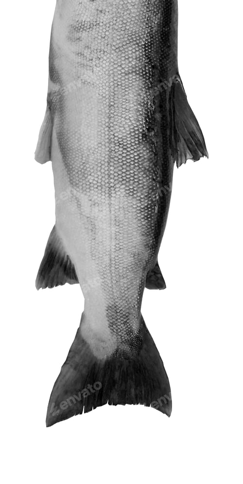 Preview: fish Isolated on white background