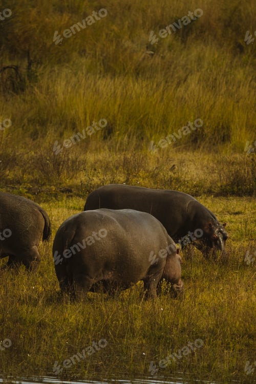 Vista previa: Hippo