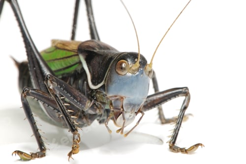Preview: Grasshopper - Gampsocleis gratiosa