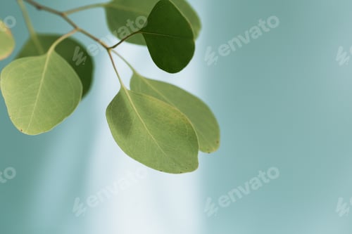 Preview: Close up of green leaves of eucalyptus.