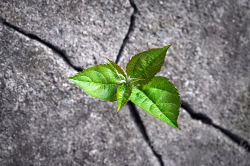 Preview: Small tree sprouted from the rock, new life, hope, resilience, green plant growing in stone