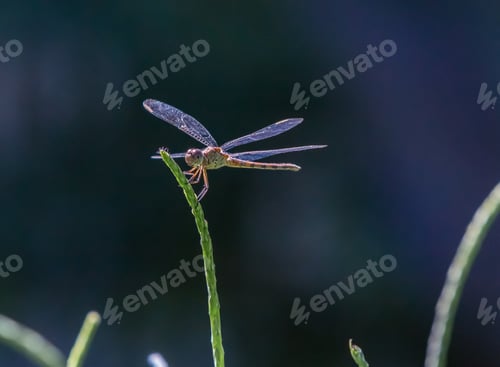 Preview: Macro of a blue dragonfly on a blade of grass