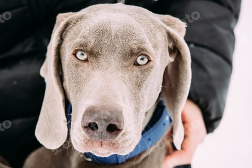 Preview: Close Portrait Of Beautiful Weimaraner Dog. The Weimaraner Is An