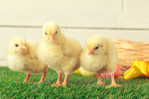 Preview: Little chicken on the grass