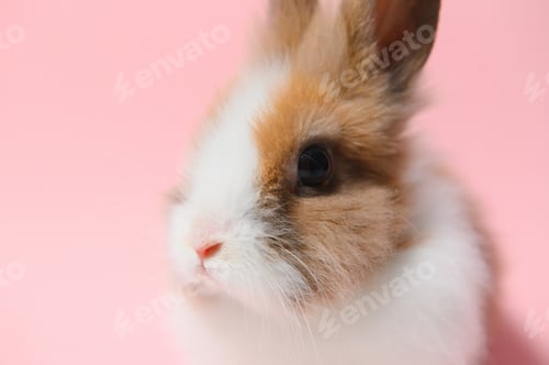 Preview: Little rabbit shot on pink background