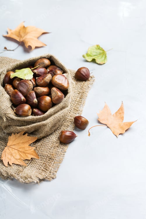 Preview: Harvest fall autumn concept. Ripe raw chestnuts in canvas bag