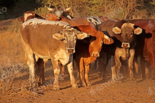 Preview: Free-range cattle on a rural farm