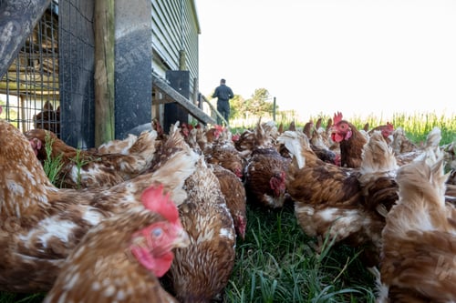 Preview: Free-range chickens pecking in the grass with a farmer in the background near a coop.