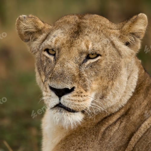 Preview: Close-up of Serengeti National Park, Serengeti, Tanzania, Africa
