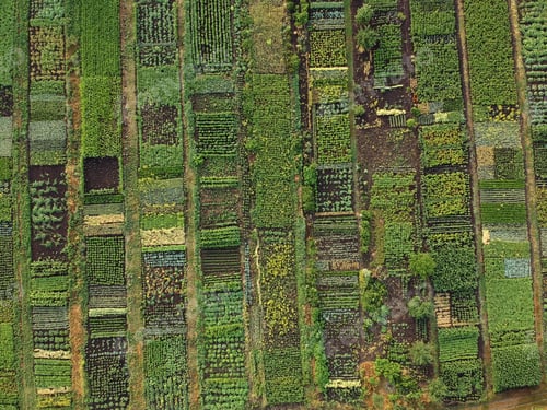Preview: Green vegetable garden, aerial view