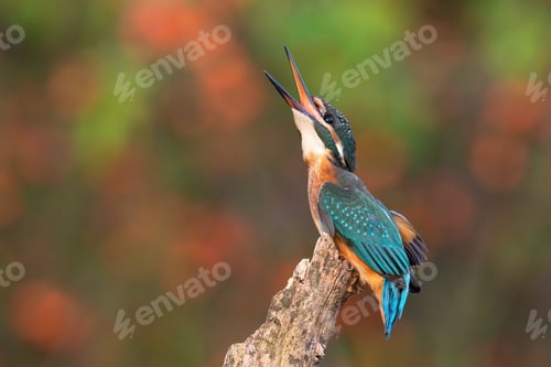 Preview: Common kingfisher calling on brach in summer nature