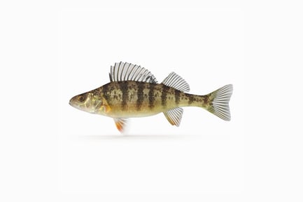Preview: Detailed Yellow Perch Specimen