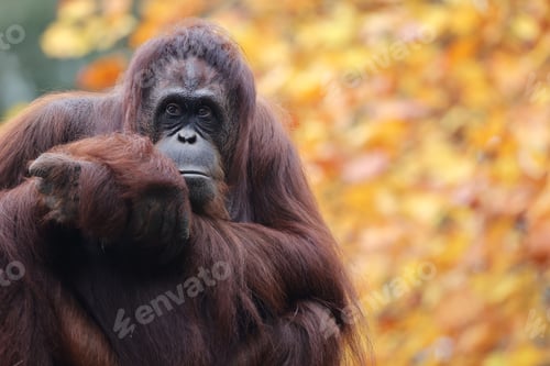 Preview: portrait of the Pongo pygmaeus close up