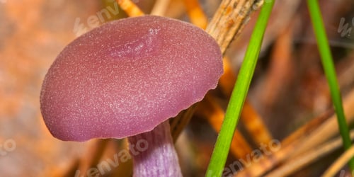 Preview: Wild Mushroom, Sierra de Guadarrama National Park, Spain