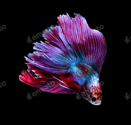 Preview: Betta fish, siamese fighting fish, betta splendens isolated on black background