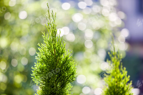 Preview: Closeup of green christmas leaves of thuja tree on green bokeh background.