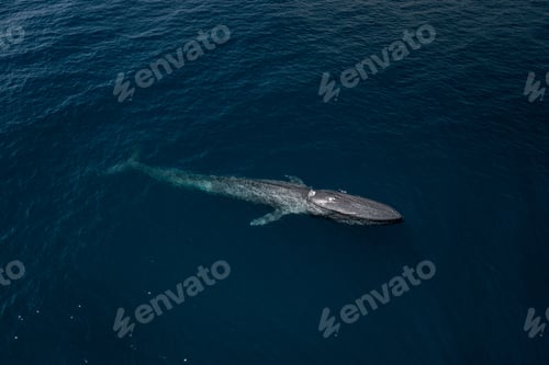 Preview: Aerial shot of a blue whale in the water