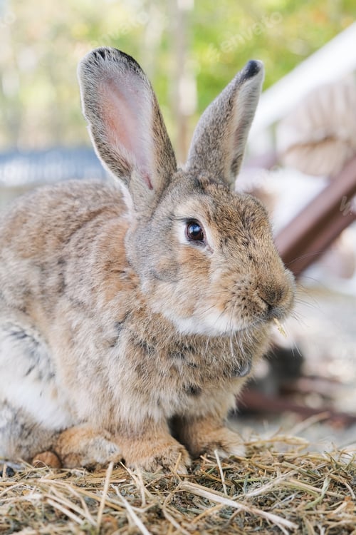 Preview: cute rabbit on the farm