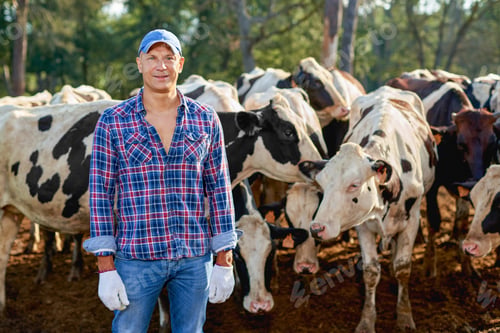 Preview: Farmer Is Working On Farm With Dairy Cows.