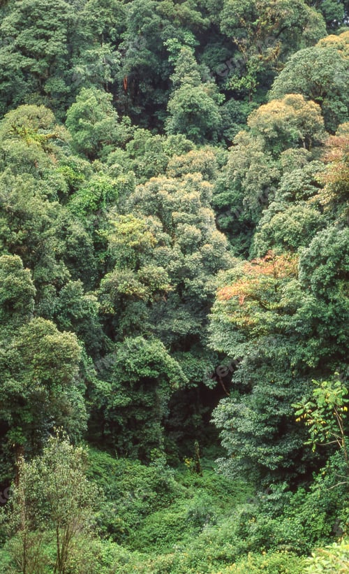 Preview: Forest in Doi Inthanon National Park