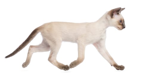 Preview: Oriental Shorthair kitten, 9 weeks old, running against white background