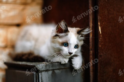Preview: Homeless grimy little white kitten. A beautiful cat with blue eyes.