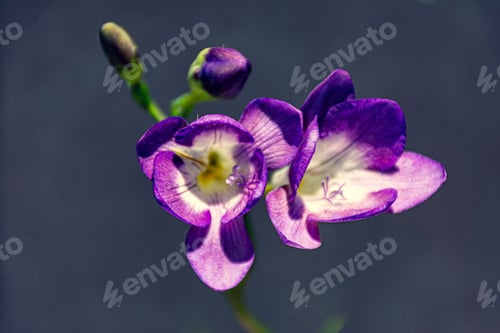 Preview: Beautiful nature
