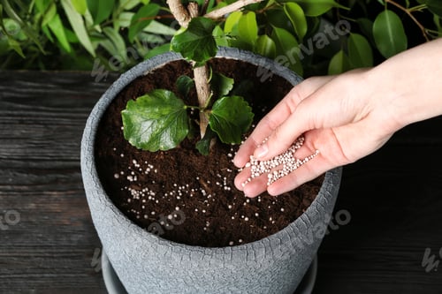 Preview: Woman fertilizing pot plant on wooden table, closeup. Gardening time