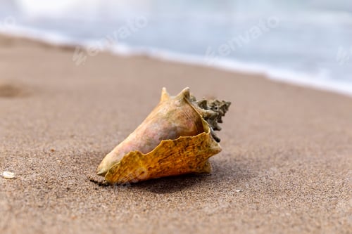 Preview: Closeup of tropical shell on sandy beach in Florida