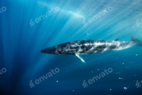 Preview: a whale swims through the clear water with a cameraman behind him
