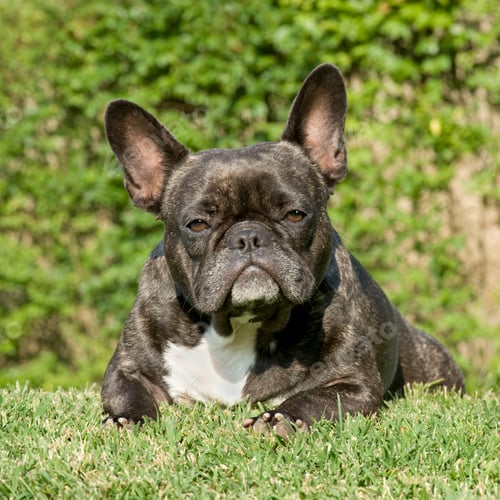 Preview: French Bulldog ()