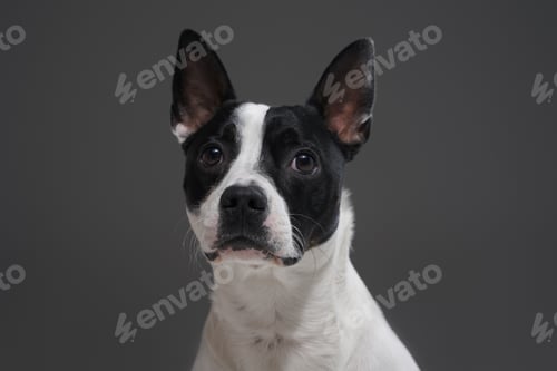 Preview: Headshot of purebred boston terrier dog against gray background