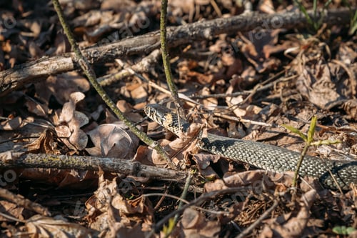 Preview: Grass Snake - Natrix Natrix Adder Head Moving In Forest Early Spring. Grass Snake - Natrix Natrix