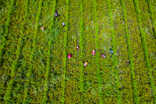 Preview: Aerial view of Green soybean field in India.