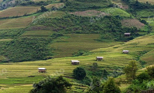 Preview: Closeup Rice fields on terraced of Mu Cang Chai District, YenBai province, Northwest Vietnam