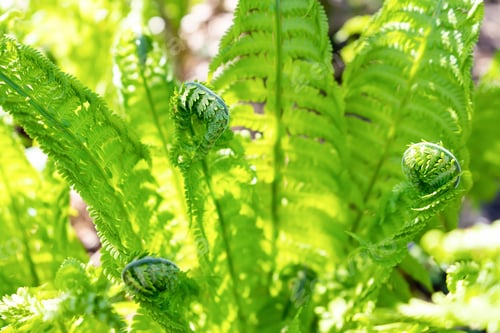Vista previa: Beautyful young ferns green leaves background in sunlight.