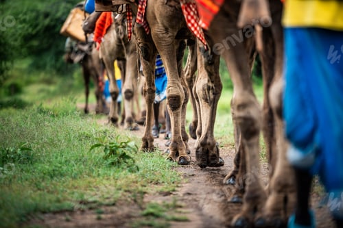 Preview: Camel safari at Sosian Ranch, Laikipia County, Kenya