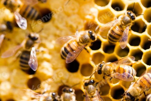 Preview: Beekeeping