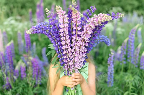 Preview: faceless little kid girl with bouquet of bloom flowers lupines in a field in nature outdoor