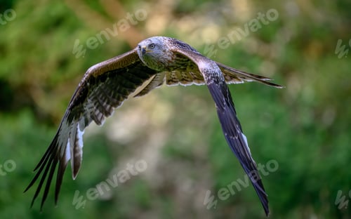 Preview: Close-up shot of a red kite in flight with a blurred green background