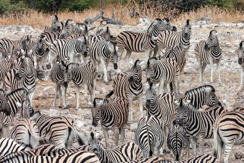 Preview: Zebra - Namibia