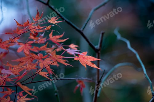 Preview: Japanese maple leaves (Acer palmatum) during the autumn season.