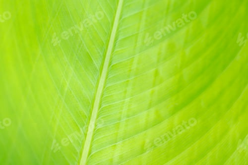 Preview: Macro green leaf background with linear texture